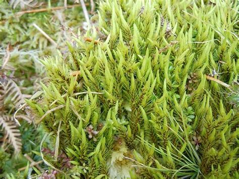 19 Types of Mosses For Your Garden - Trees.com | Types of moss, Moss ...