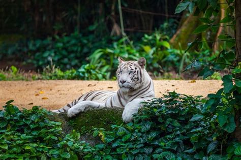 Premium Photo | White bengal tiger