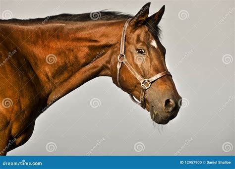 Bay Thoroughbred Horse Stock Photo - Image: 12957900