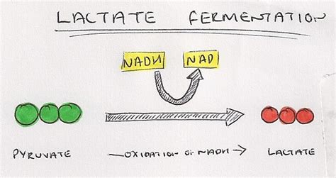 18.5 Anaerobic Respiration - a level biology student