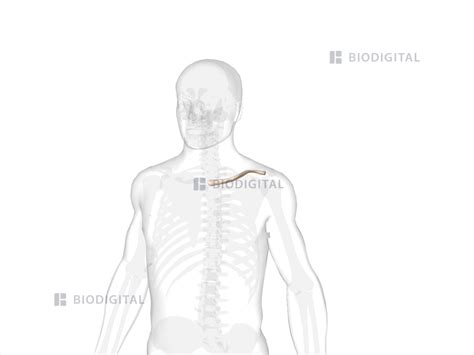 Left Clavicle BioDigital Anatomy