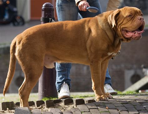 animal shortest lifespan 9