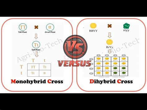 Monohybrid Cross Example