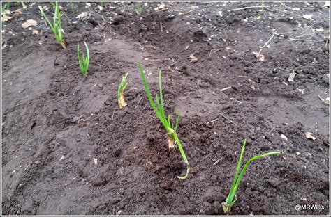 Mark S Veg Plot Planting Onions And Shallots