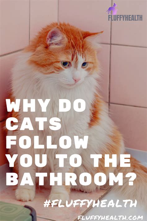 Why Do Cats Follow You To The Bathroom 5 Charming Reasons