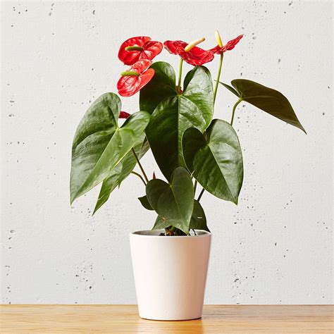 Red Anthurium Plant | Plants.com