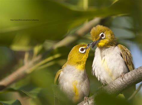 Everett S White Eye Zosterops Everetti