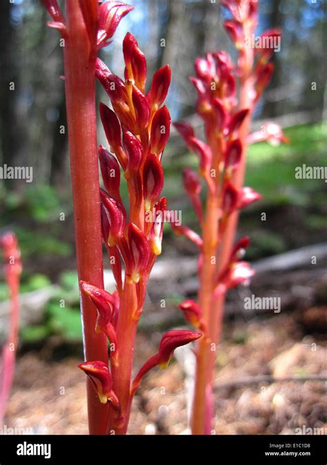 Spotted Coral Root Corallorhiza Maculata Stock Photo Alamy