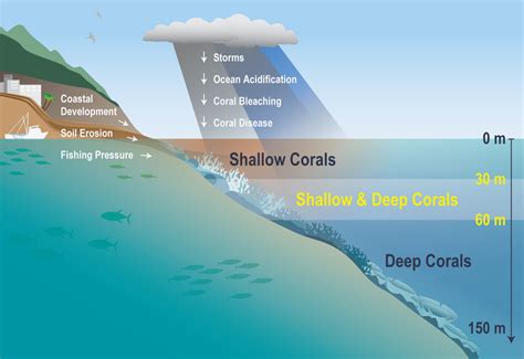 Deeper Views Of Reefs In West Hawai I Noaa Habitat Blueprint