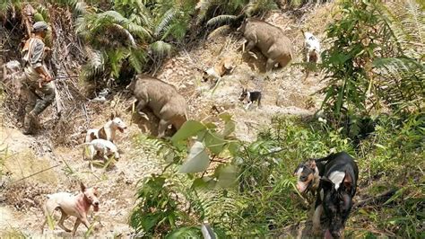 Ternyata Gerombolan Babi Hutan Bersarang Di Atas Tebing Wild Boar