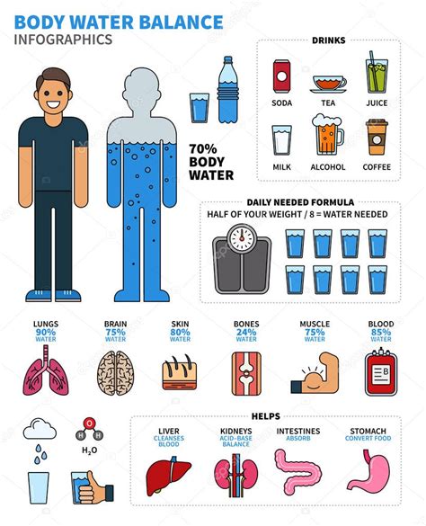 Infografías Del Agua Corporal Con órganos Humanos Bebidas Y Cálculo 2024