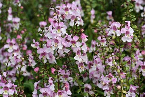 Caracter Sticas E Cultivo Da Angel Nia Angelonia Angustif Lia