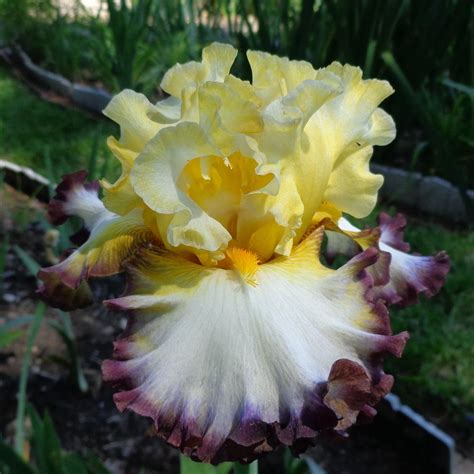 Photo Of The Bloom Of Border Bearded Iris Iris Tagline Posted By