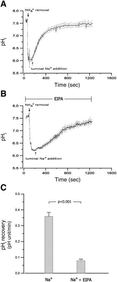 Luminal Na Dependence Of Intracellular Ph Phi Recovery In Type A