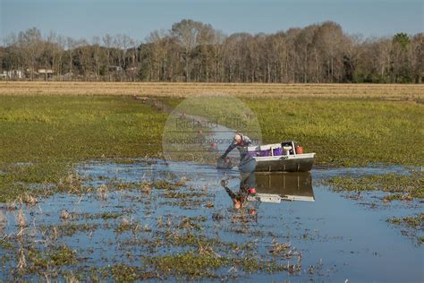 Crawfish Farming In Louisiana Richard Ellis Photography Archive