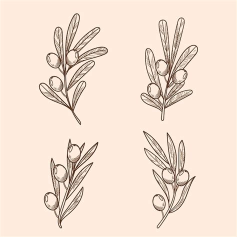 Free Vector Hand Drawn Olive Branch Outline Illustration