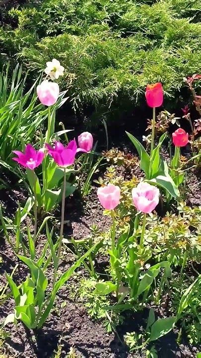 красивая 🌿🍃🤗 #зелень-мелень - YouTube