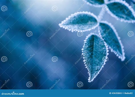 Frosty Winter Leaves Abstract Stock Image Image Of Cold Beauty