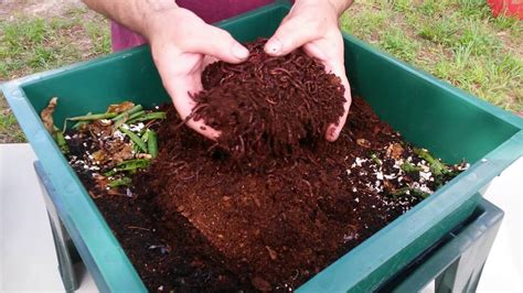 Vermicomposting With The Worm Factory 360 Youtube