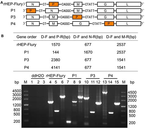 Frontiers Phenotypic Consequences In Vivo And In Vitro Of Rearranging