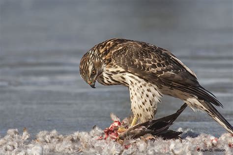 Northern Goshawk - ID, Facts, Diet, Habit & More | Birdzilla