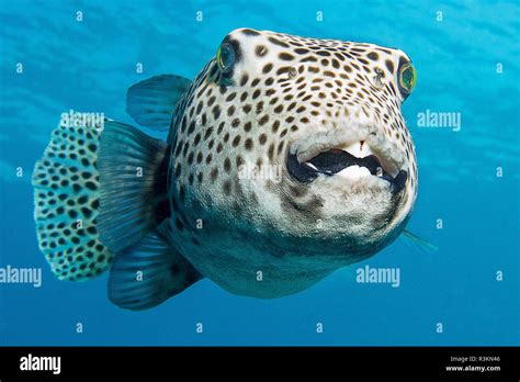 giant puffer fish Stock Photo - Alamy