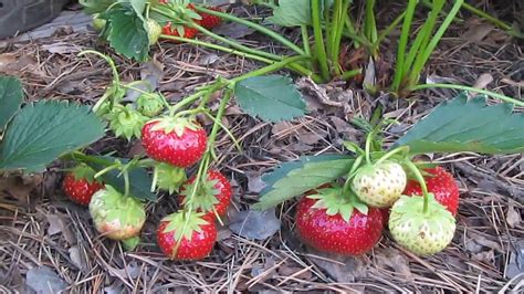 Клубника. Сорт Эльсанта. Верхозин Юрий. - YouTube