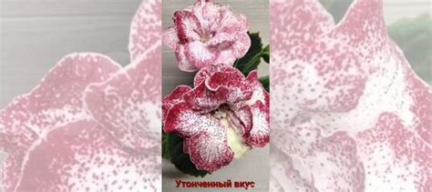 Глоксинии (набор) + клубни купить в Санкт-Петербурге | Товары для дома ...