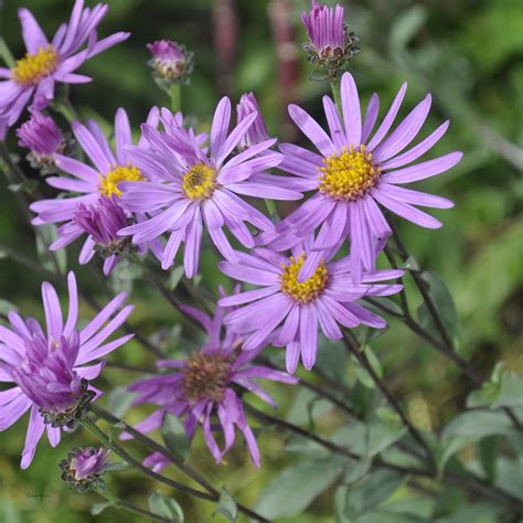 Aster amellus 'Brilliant' - Claire Austin