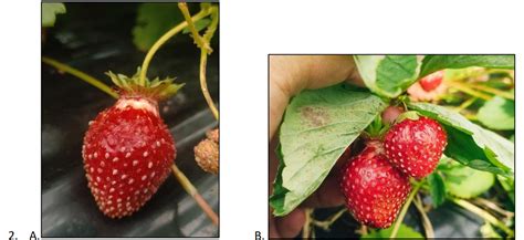 How To Recognize Powdery Mildew In Strawberry And Control It