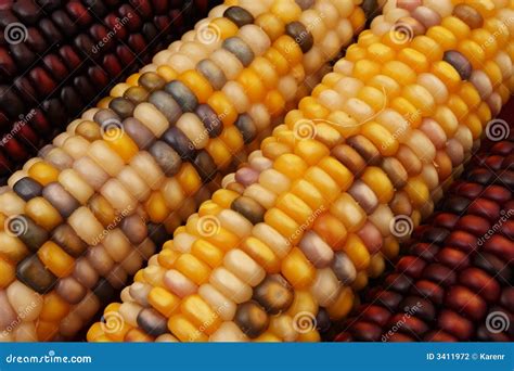 Indian corn stock photo. Image of kernel, close, food - 3411972