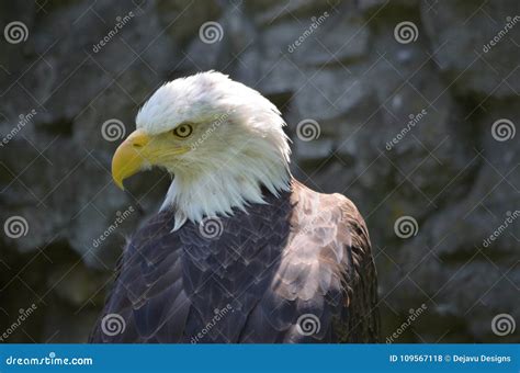 Fantastic Close Up Look at an American Bald Eagle Stock Photo - Image of bird, close: 109567118