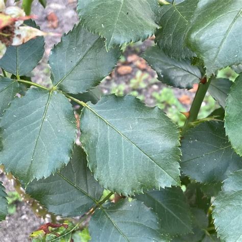 Beetrose 'Nina Weibull' / Rosa 'Nina Weibull'
