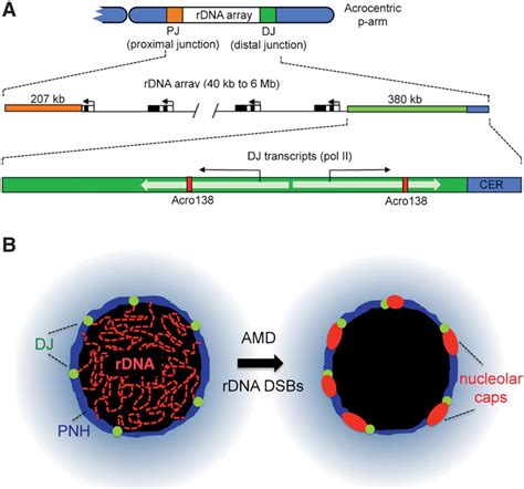 Nucleolar Organizer Regions Genomic Dark Matter Requiring Illumination