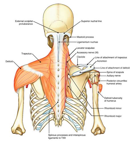 Deltoid Muscle Earth S Lab