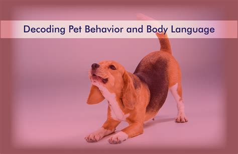 Understanding Pet Behavior Decoding Body Language