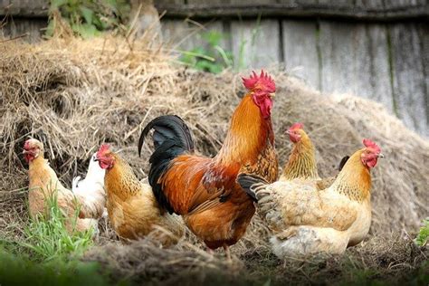 Sistem Pemeliharaan Ayam Kampung Ternak Ayam Kediri