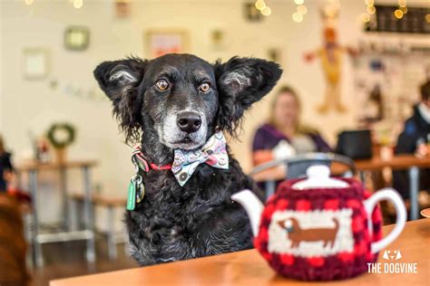 Refuel With Your Pooch At The Dog-Friendly Cafe Paws for Coffee