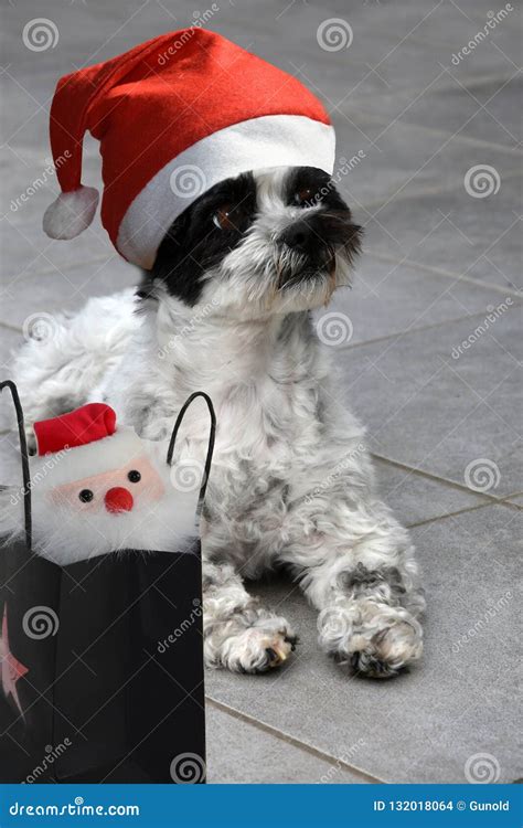 Waiting For Christmas Moggy Dog With Santa Hat Stock Photo Image Of