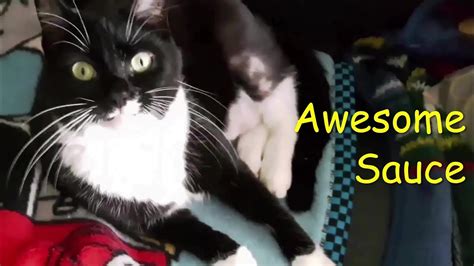 Cat Awesome Sauce Really Youtube