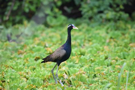 Bronze Winged Jacana