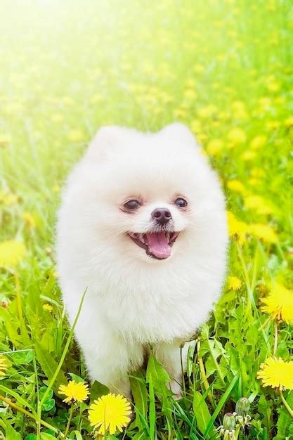 Encantador Pomeranian Con Pelaje Blanco Y Esponjoso En El Parque En Un