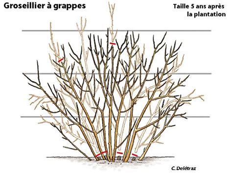 Pingl Sur Jardinage