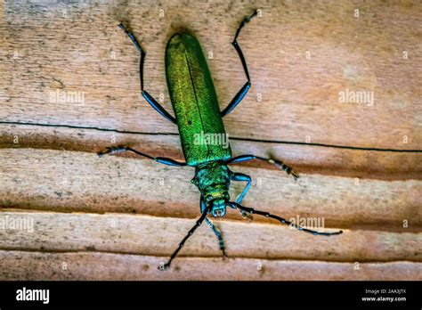 Spanische fliege -Fotos und -Bildmaterial in hoher Auflösung – Alamy
