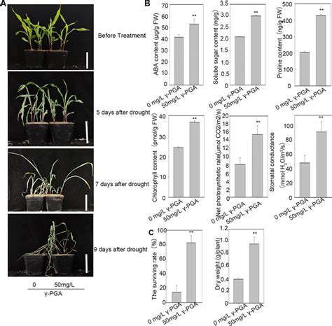 Phenotypes Of Maize Supplemented With 50 Mgl γ Pga Under Drought