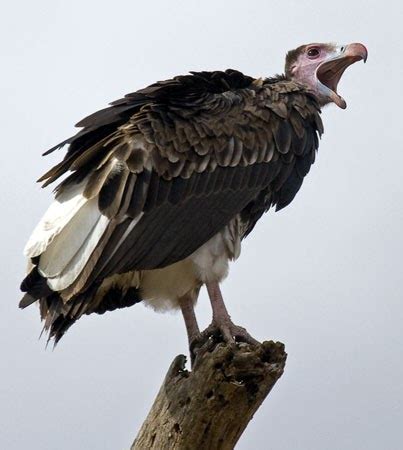 Vulture | The Life of Animals