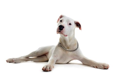 Dogo Argentino Dog Breed Puppy Price Breeders Temperament And More