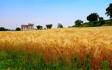 Фотографии Поль – Telegraph