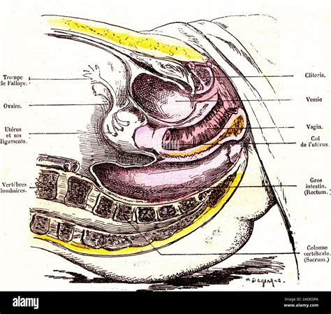 Female pelvic organs anatomy, 19th-century illustration. This sagittal section through a woman's ...