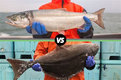 Halibut vs. Salmon: What's the Difference? – Alaskan Salmon Co.